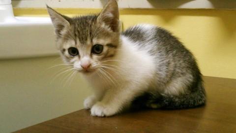 生後2ヶ月未満のキジ白