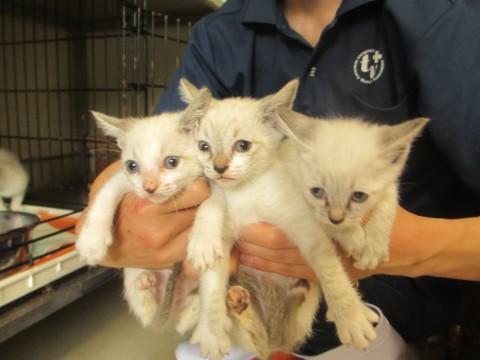 センター収容のシャムMix兄妹