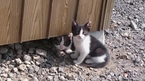 ハチワレ、真っ黒の子猫４兄弟