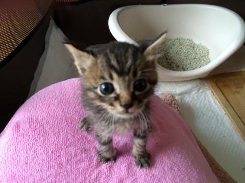 センターよりレスキューの寅男ちゃ