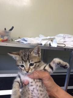 センター収容の可愛い２兄弟