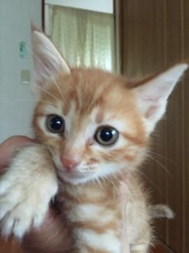 家族になってください！