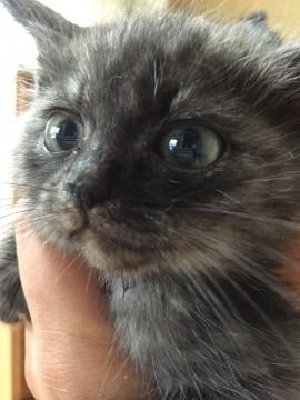 フワフワの綺麗なグレーです