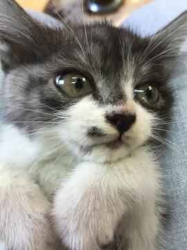 濃いグレーと白でフワフワしてます