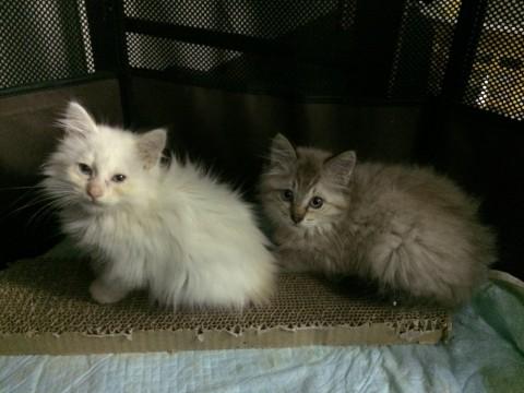 ふわふわ毛のかわいい子猫ちゃん