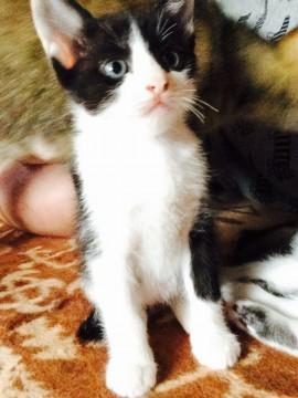 美形な猫ちゃん