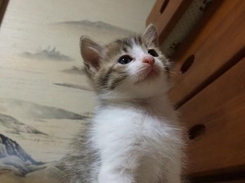 可愛い 猫ちゃん