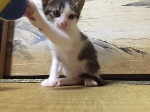可愛い猫ちゃん