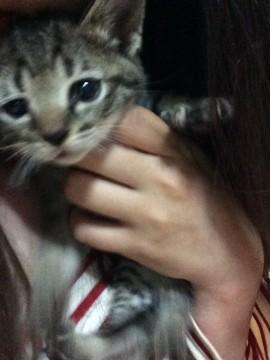 母猫そっくり美人の赤ちゃん