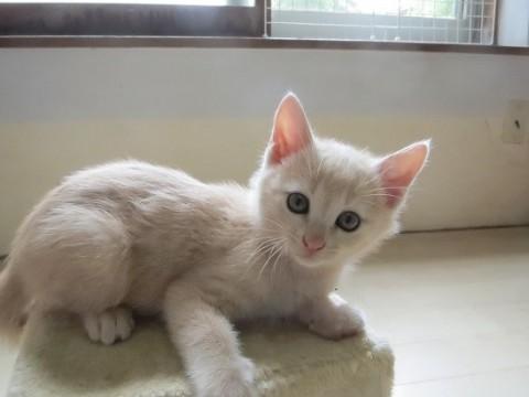 薄茶トラオス子猫