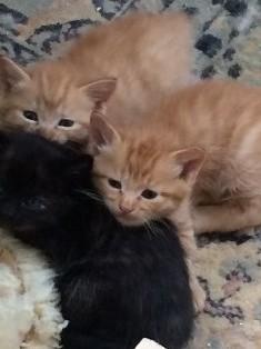1ヶ月半の可愛いチビ猫3兄妹