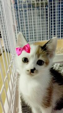 可愛い三毛猫ちゃんです！