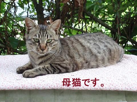 5月8日生まれのキジトラです。