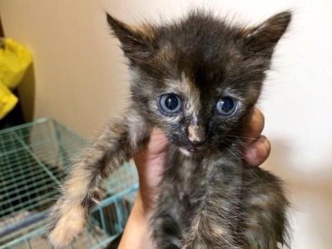 知り合いが保護した子猫ちゃん