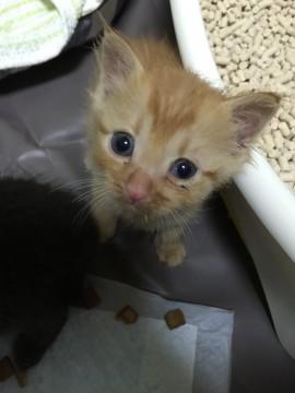 生後4週間兄妹ちゃん