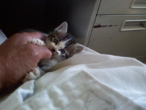 人懐っこくてかわいい子猫です