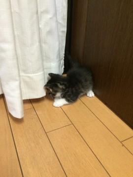 可愛い赤ちゃん