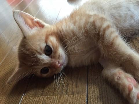 おっとりした女の子