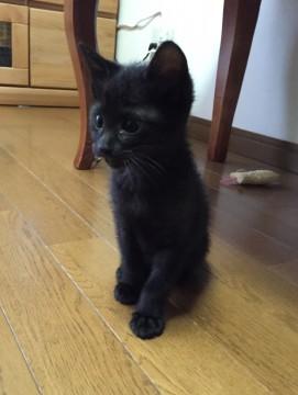 元気いっぱいの黒猫くん