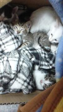 かわいい子猫４兄弟です。