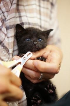 可愛い黒猫セシリアちゃん