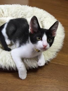 ハチワレ やんちゃな男の子