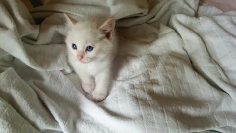フワフワ毛の真っ白子猫ちゃん