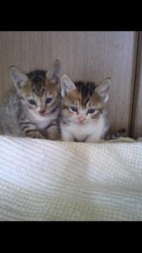 三毛猫の赤ちゃん