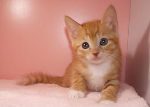 予防接種終えました