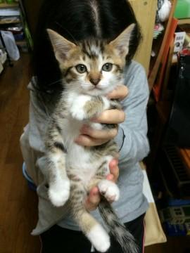 可愛い癒やしの猫ちゃん☆