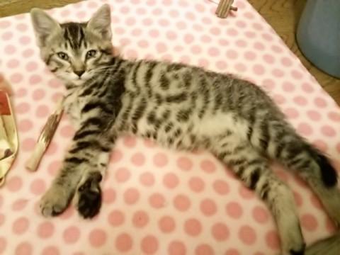 アメショーMix　元気でかわいい