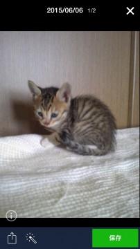 可愛いきじとらの赤ちゃん