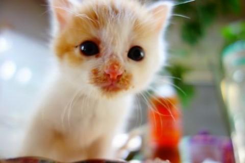 ★甘えん坊生後1ヶ月の男の子★