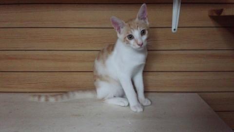 陽気な茶トラくん(=^ェ^=)