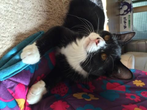 おっとりほんわか　ポコ太君