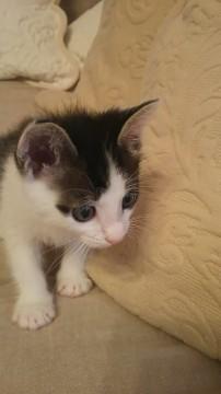 生後1か月半のハーブ兄弟