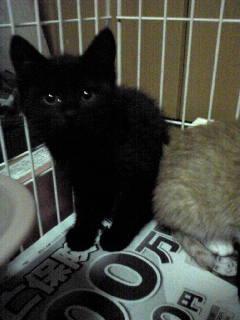 ドSな黒猫様