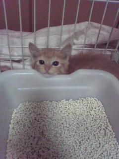 大胆で怖がり。ギャップ萌え必至！