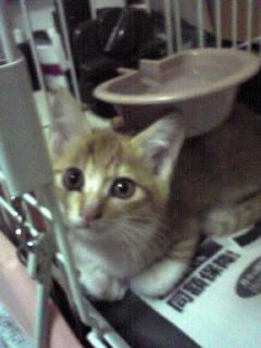 甘えん坊の茶白くん