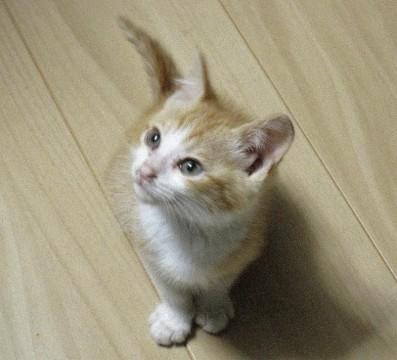 可愛いチャトラ