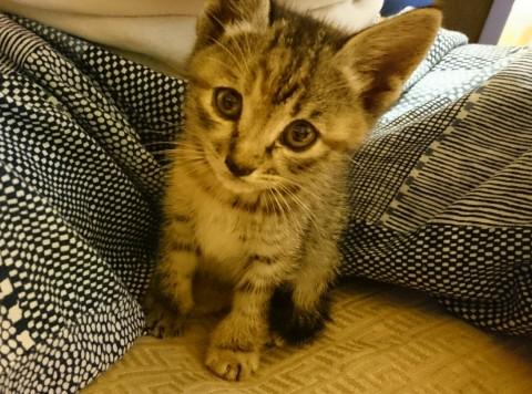 可愛い子猫ちゃん １ヶ月