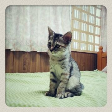 可愛い子猫です♪