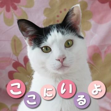 キリリとした男の子