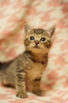 可愛いきじとらの女の子です。