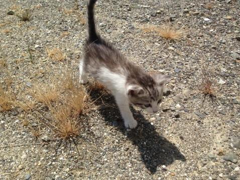 元気な子猫です。
