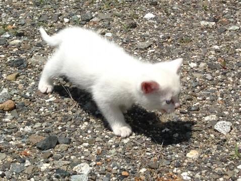 元気な白い子猫（姉）