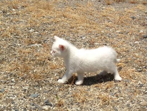 元気な白い子猫（妹）