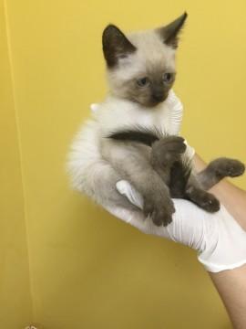 シャム系の男の子