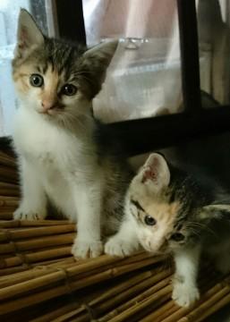 ミケ・くろ美猫三姉妹