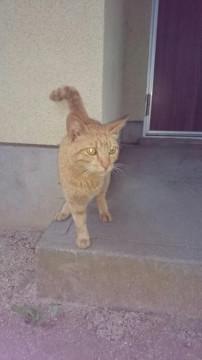 片足の猫ちゃんを助けて下さい！
